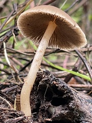 Bolbitius aleuriatus