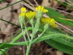 Pilosella echioides