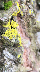 Candelaria concolor