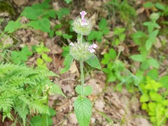 Clinopodium caucasicum