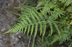 Pityrogramma calomelanos