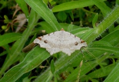 Macaria alternata