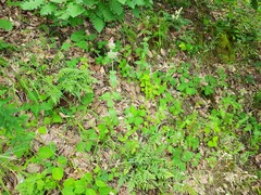 Clinopodium caucasicum