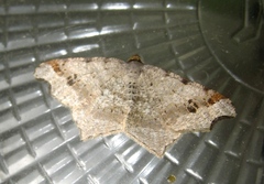 Macaria alternata