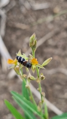 Acmaeodera