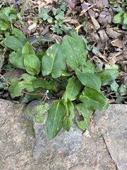 Arisarum