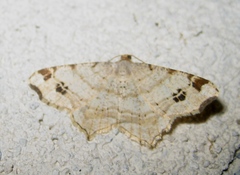 Macaria alternata