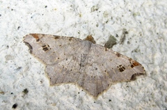 Macaria alternata