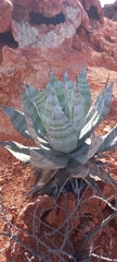 Agave colorata