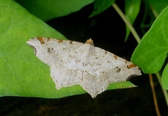 Macaria alternata