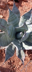 Agave colorata