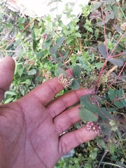 Euphorbia berteroana