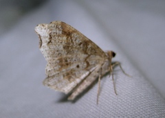 Macaria alternata