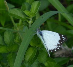 Belenois creona severina