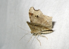 Macaria alternata