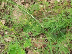 Veronica multifida