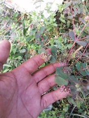 Euphorbia berteroana