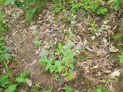 Clinopodium caucasicum