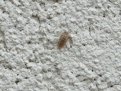 Isopoda