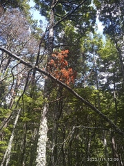 Peraxilla tetrapetala