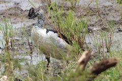 Sarkidiornis melanotos