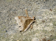 Macaria liturata
