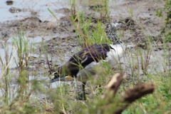 Sarkidiornis melanotos