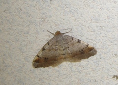 Macaria liturata