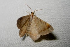 Macaria liturata