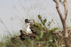 Sarkidiornis melanotos