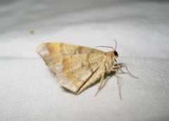 Macaria liturata