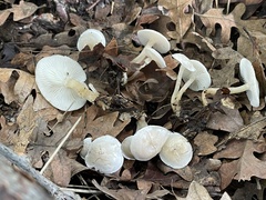 Leucocybe