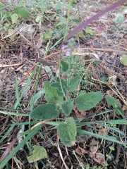 Stachys agraria