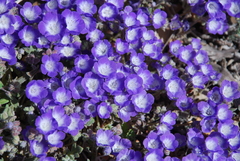 Phacelia davidsonii