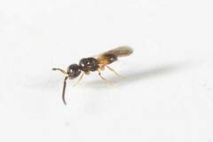 Ceraphronoidea