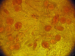 Ditangium cerasi