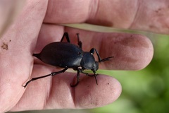 Blaps lusitanica