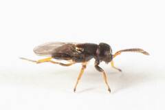 Encyrtinae