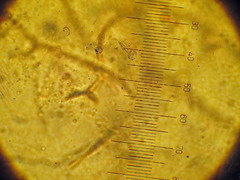 Ditangium cerasi