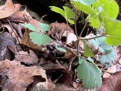 Aquilegia canadensis