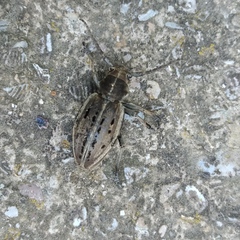 Dorcadion holosericeum