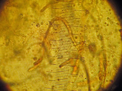 Ditangium cerasi