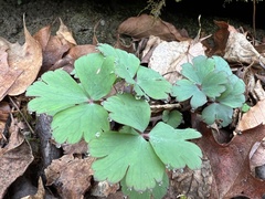 Aquilegia canadensis