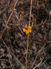 Tagetes lunulata