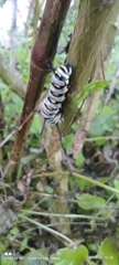 Danaus gilippus