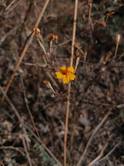 Tagetes lunulata
