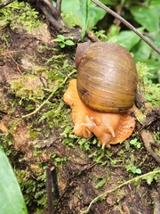 Megalobulimus