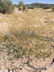 Phyllanthus warnockii