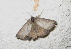 Pachycnemia tibiaria