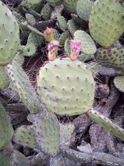Opuntia streptacantha